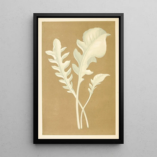 Edward Joseph Lowe - Centaurea Candidissima.webp