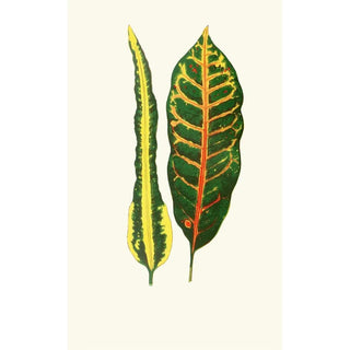 Edward Joseph Lowe - Codiaeum IrregulareCodiaeum Hillianum.webp