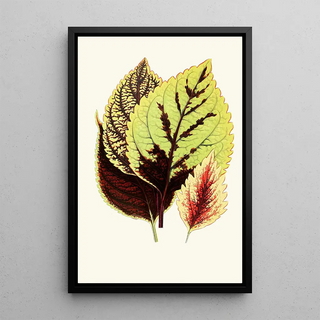 Edward Joseph Lowe - Coleus Blumei.webp