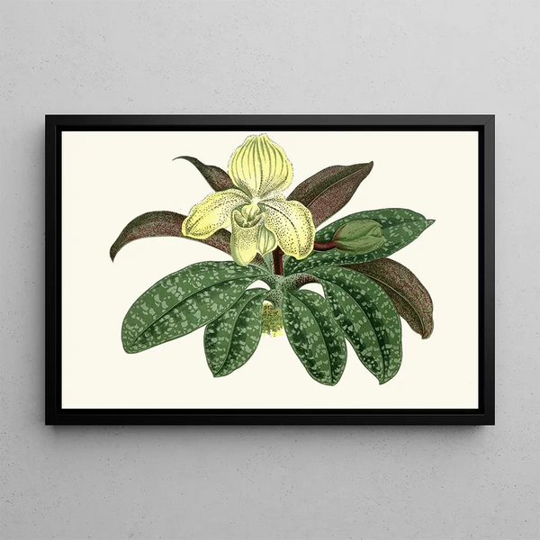 Edward Joseph Lowe - Cypripedium Concolor.webp
