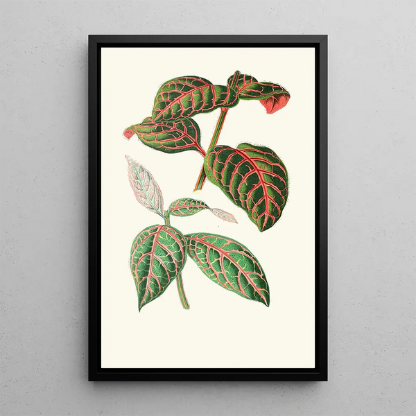 Eranthemum Sanguinolentum - Edward Joseph Lowe — gerahmtes Bild an der Wand