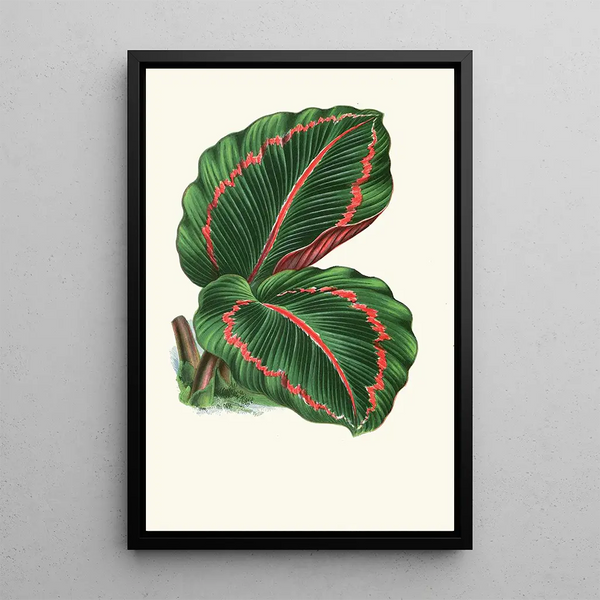 Maranta RoseoPicta - Edward Joseph Lowe — gerahmtes Bild an der Wand