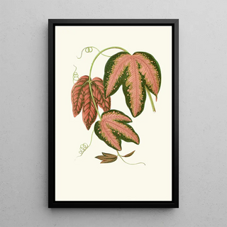 Edward Joseph Lowe - Passiflora Trifasciata.webp
