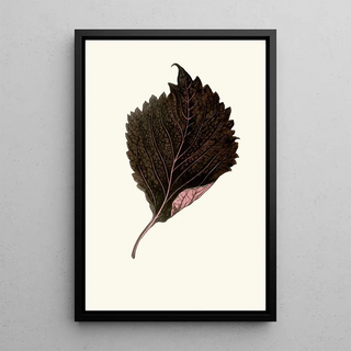 Edward Joseph Lowe - Perilla Nankinensis.webp