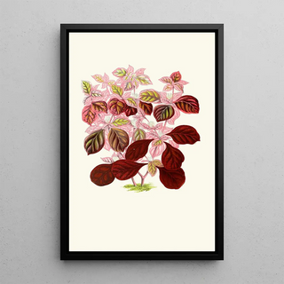 Edward Joseph Lowe - Telanthera Ficoidea.webp