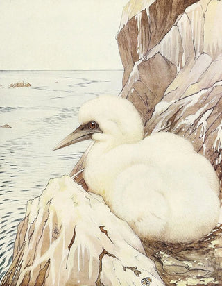 Edward Julius Detmold - The Gannet.webp