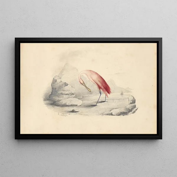 Ein Flamingo - Edward Lear — gerahmtes Bild an der Wand