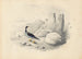 Ein Harlekin - Edward Lear — Ansicht des Kunstwerks