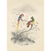 Reproduktion des Gemäldes Eine Paar Papageien - Edward Lear