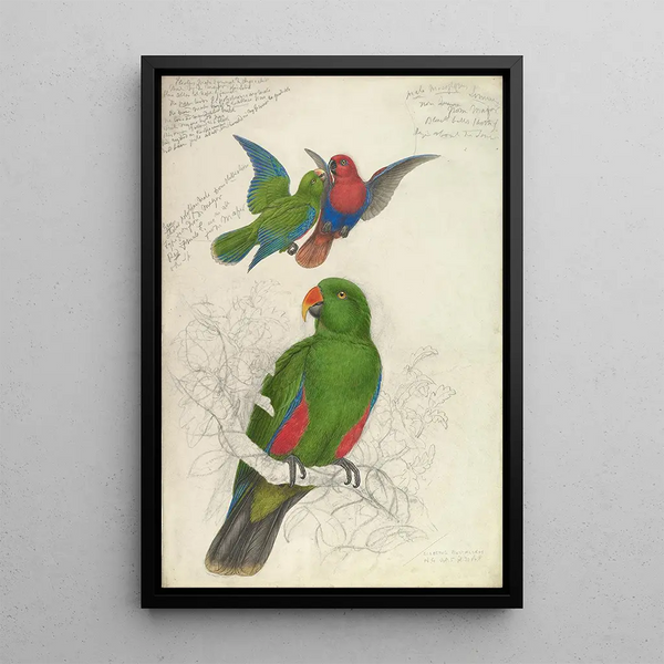 Reproduktion des Gemäldes Eclectus Roratus Polychloros - Edward Lear