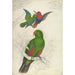 Reproduktion des Gemäldes Eclectus Roratus Polychloros - Edward Lear