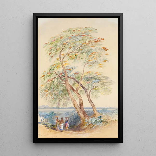 Studie eines Baumes Trichinopoly Indien - Edward Lear — gerahmtes Bild an der Wand