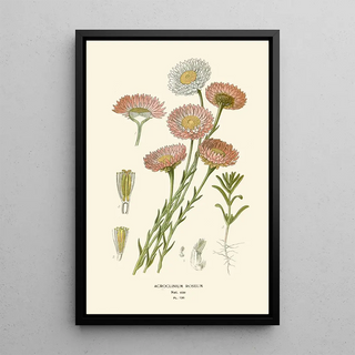 Edward Step - Acroclinium Roseum.webp