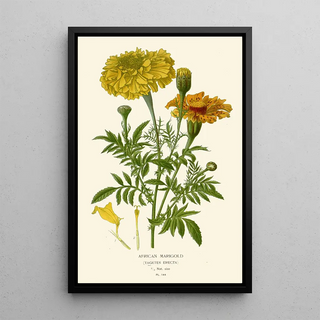 Edward Step - African Marigold.webp
