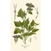 Ageratum coeruleum - Edward Step — Ansicht des Kunstwerks