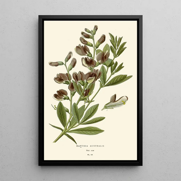 Reproduktion des Gemäldes Baptisia australis - Edward Step