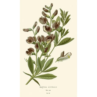Edward Step - Baptisia Australis.webp