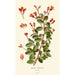 Bégonia fuchsioides - Edward Step — Ansicht des Kunstwerks