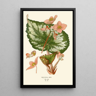 Edward Step - Begonia Rex.webp