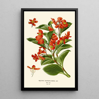 Edward Step - Begonia Semperflorens.webp