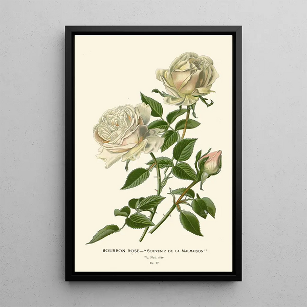 Rose Bourbon Souvenir de la Malmaison - Edward Step — gerahmtes Bild an der Wand
