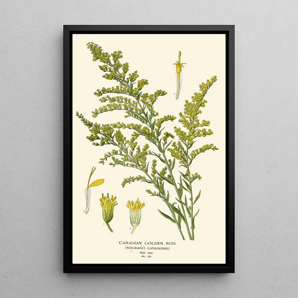 Verge d'or du Canada - Edward Step — gerahmtes Bild an der Wand