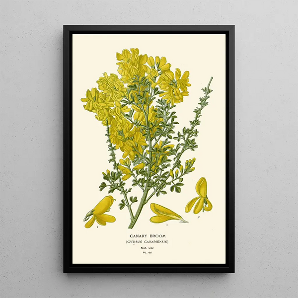 Genêt des Canaries - Edward Step — gerahmtes Bild an der Wand