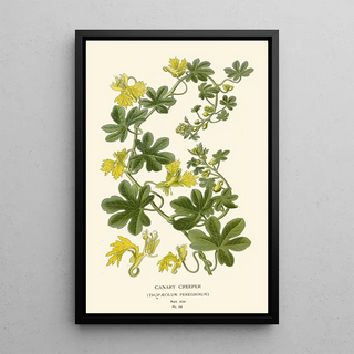 Edward Step - Canary Creeper.webp