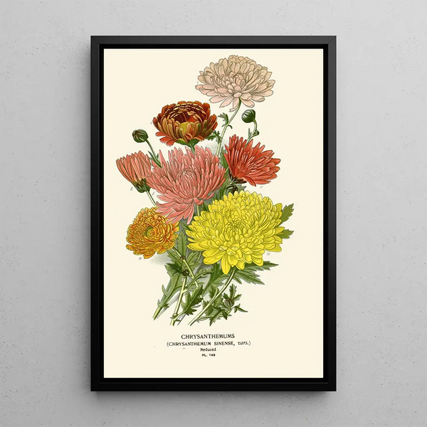 Reproduktion des Gemäldes Chrysanthème de Chine - Edward Step