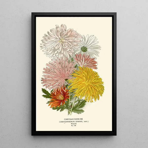 Chrysanthèmes - Edward Step — gerahmtes Bild an der Wand