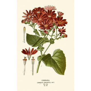 Edward Step - Cineraria.webp