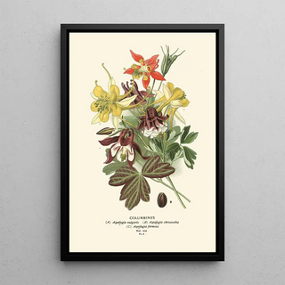 Edward Step - Columbines.webp