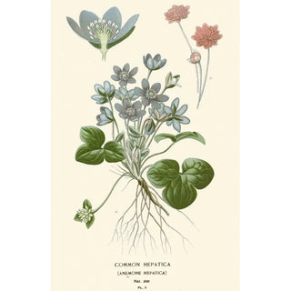 Edward Step - Common Hepatica.webp