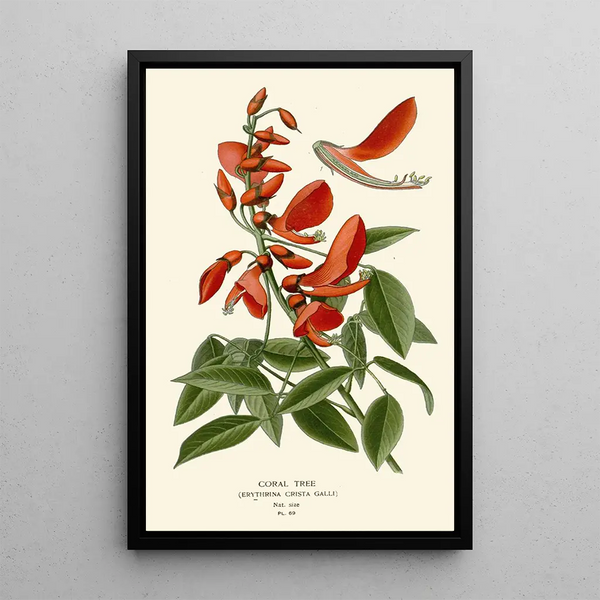 Edward Step - Coral Tree.webp