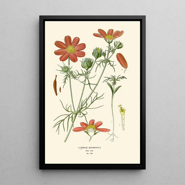 Reproduktion des Gemäldes Cosmos bipenné - Edward Step