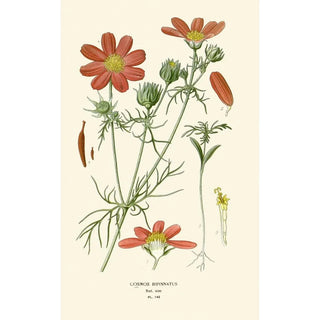 Edward Step - Cosmos Bipinnatus.webp