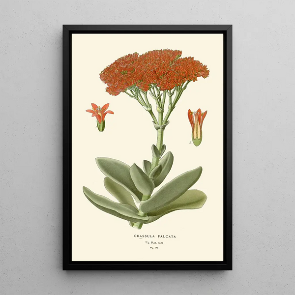 Crassula falcata - Edward Step — gerahmtes Bild an der Wand