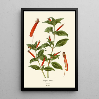 Edward Step - Cuphea Ignea.webp