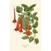 Fuchsia fulgens - Edward Step — Ansicht des Kunstwerks