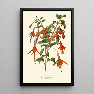 Edward Step - Fushia Globosa Fuschia Gracilis.webp