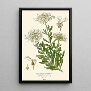 Edward Step - Gilbraltar Candytuft.webp