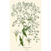 Elegantes Gypsophila-Gemälde - Edward Step — Ansicht des Kunstwerks