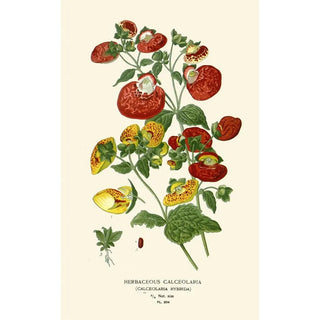 Edward Step - Herbaceous Calceolaria.webp