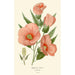 Hibiskus rosa - Edward Step — Ansicht des Kunstwerks