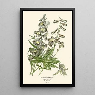 Edward Step - Hybrid Larkspur.webp