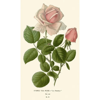 Edward Step - Hybrid Tea Rose La France.webp