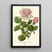 Rose thé hybride La France - Edward Step — gerahmtes Bild an der Wand