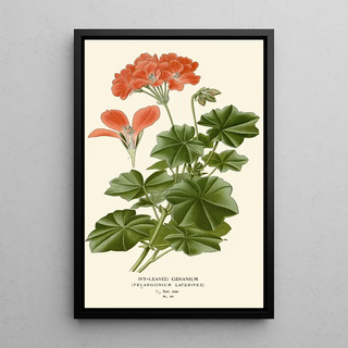 Edward Step - Ivyleaved Geranium.webp