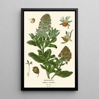 Edward Step - Mignonette.webp