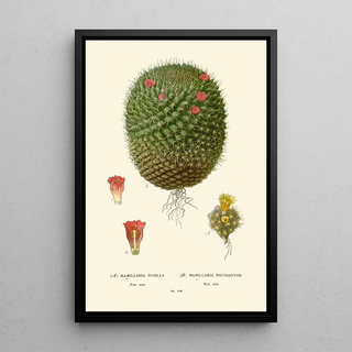 Edward Step - Mimillaria Pusilla Mamillaria Rhodantha.webp